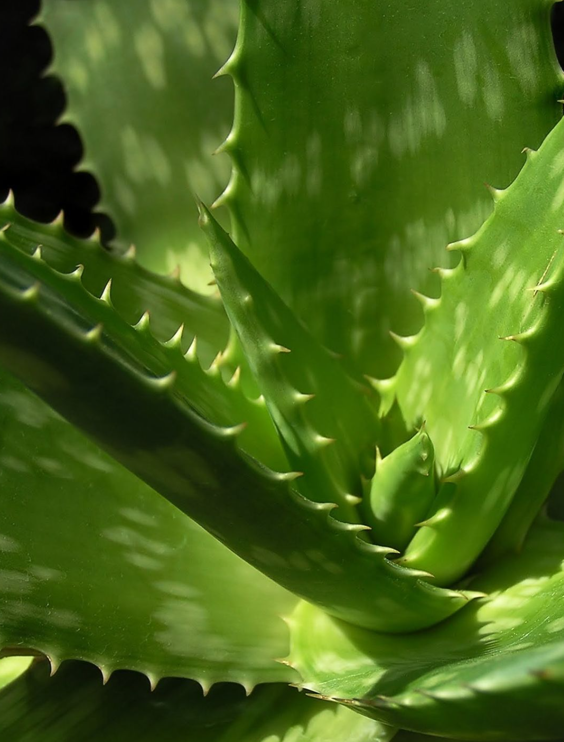 How to Heal Leaky Gut: A Research-Backed Protocol