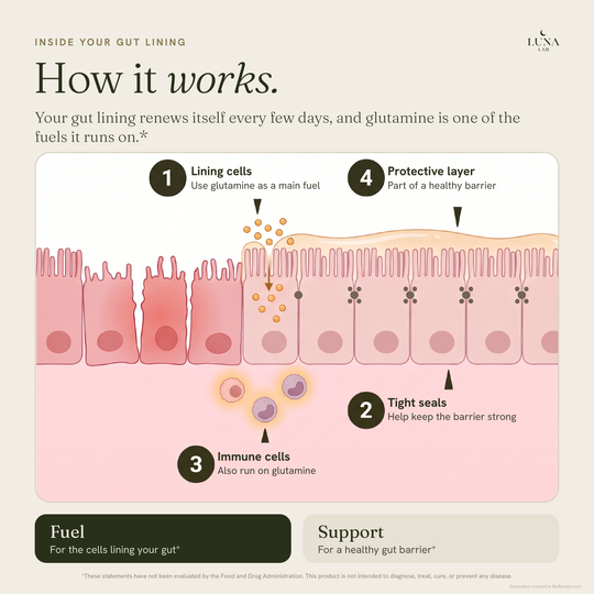 L-Glutamine | Primary Fuel for Your Gut Lining