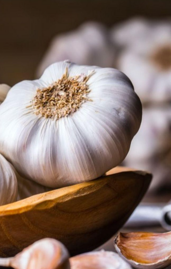 Garlic