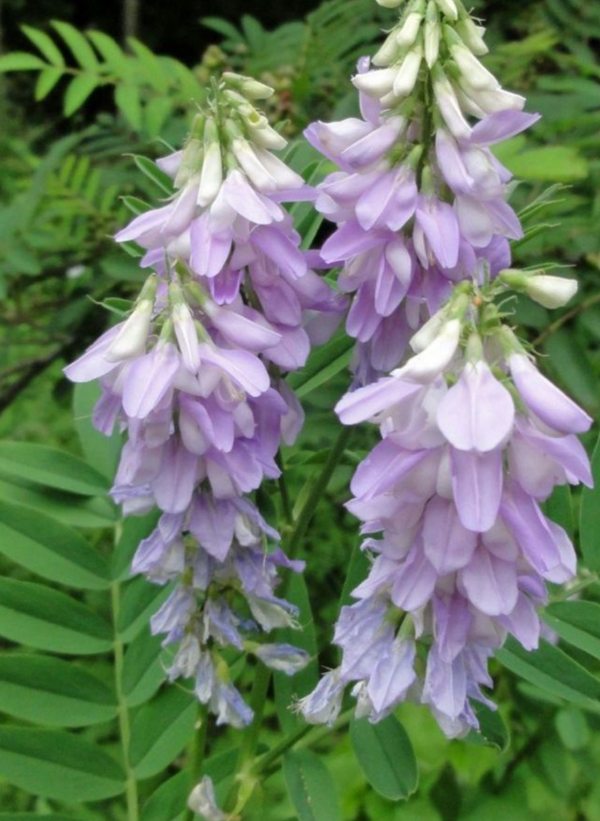 Goat's Rue