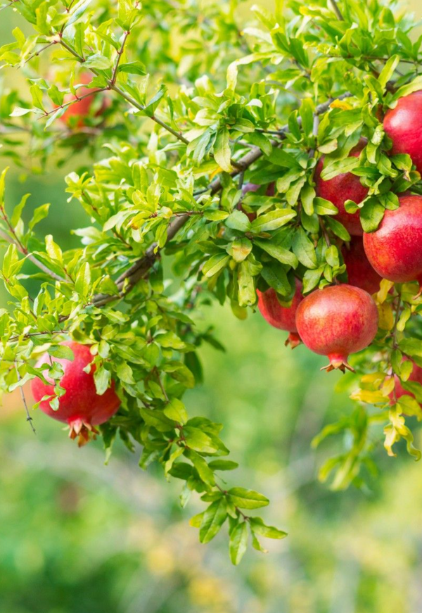 Pomegranate