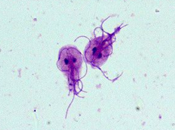Giardia