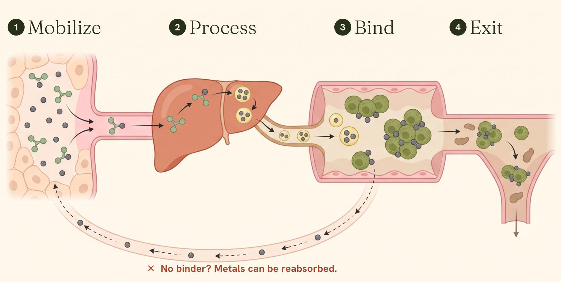 Metals mobilized from tissue, processed by the liver, bound by chlorella in the gut and carried out of the body
