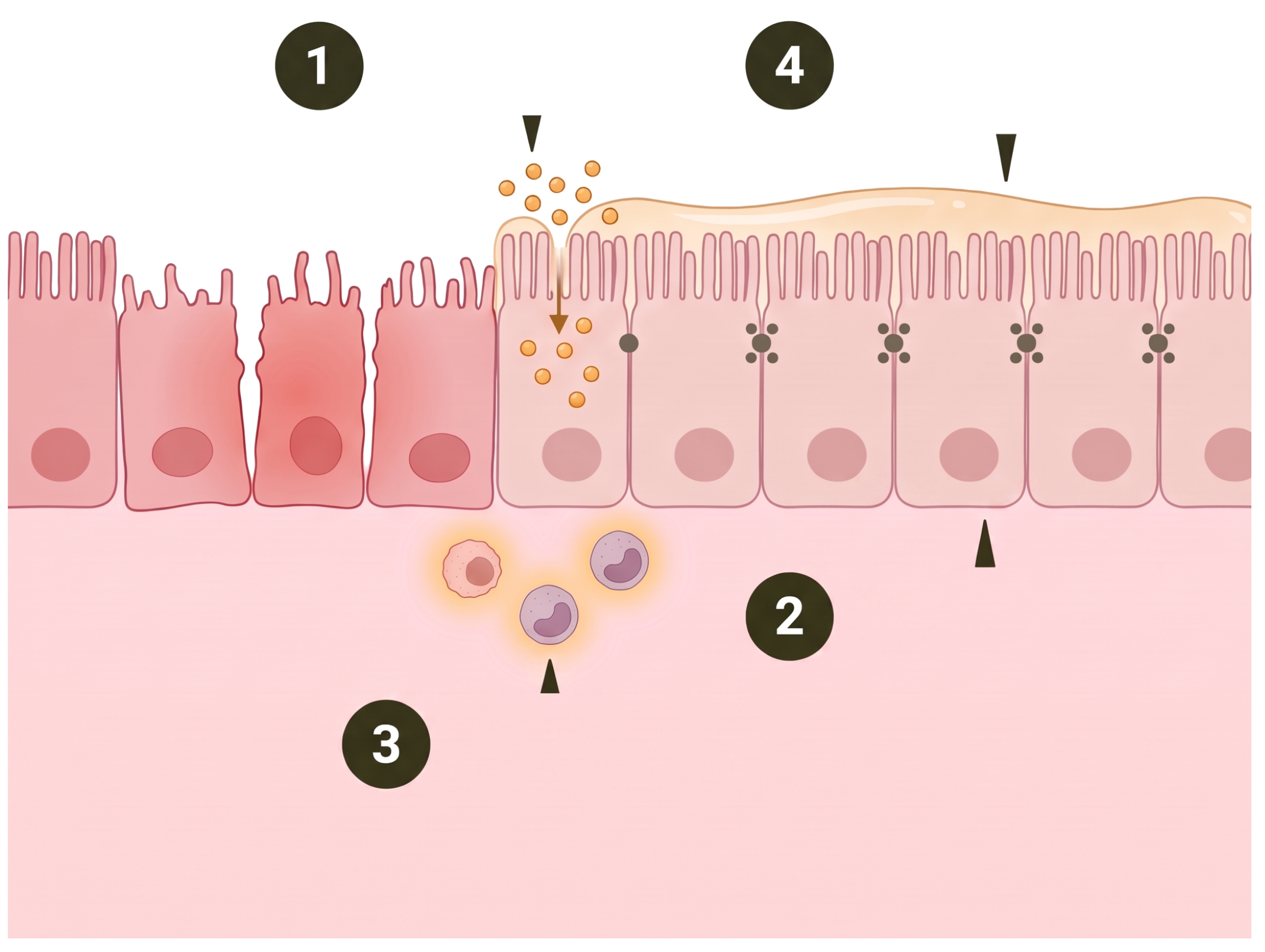Gut lining repair: glutamine, quercetin, probiotics and a soothing fiber blend