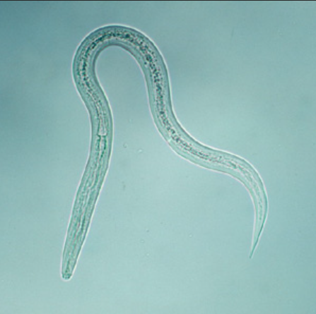 Hookworm