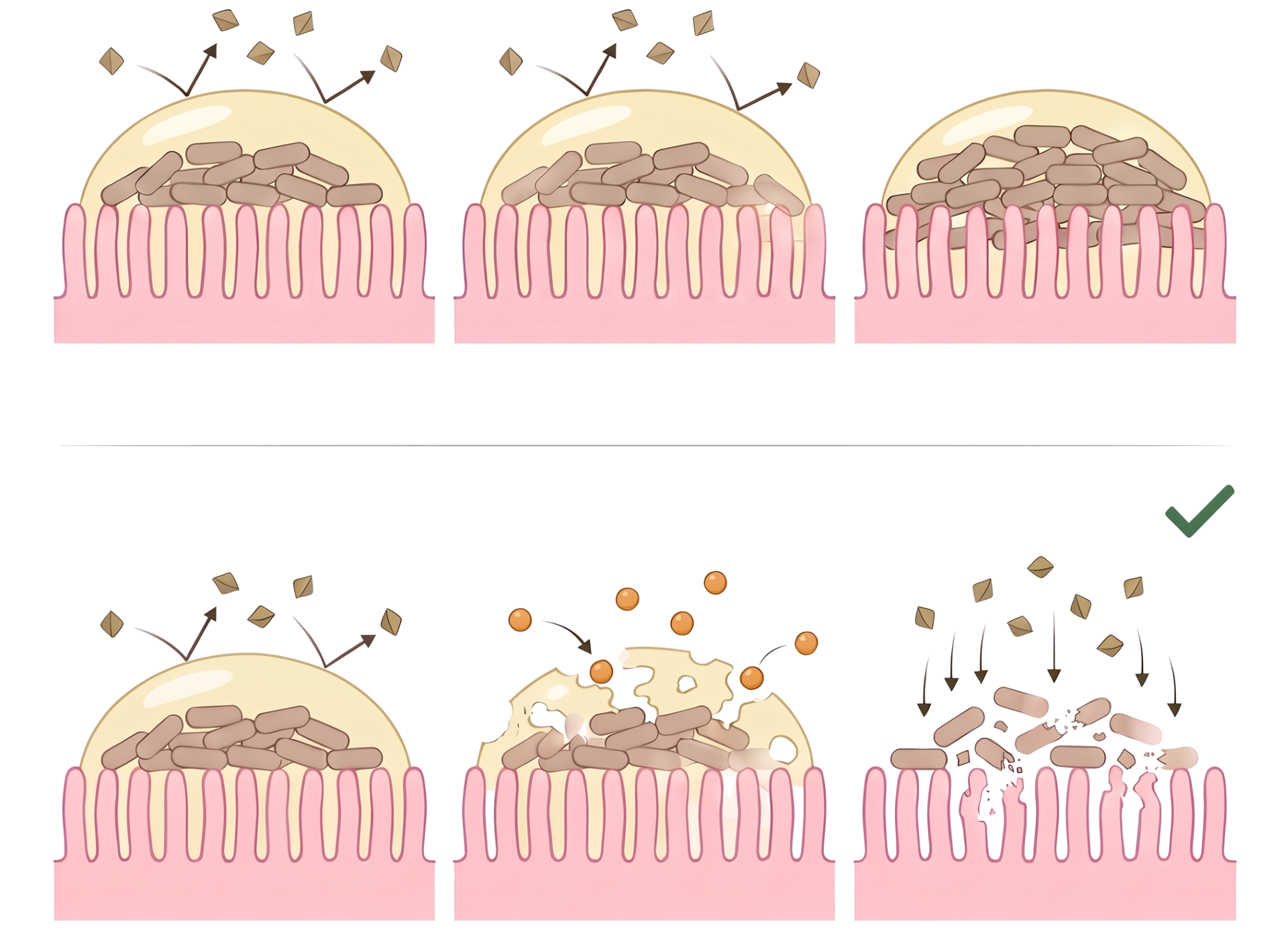 Biofilm blocking antimicrobials, versus NAC breaking down biofilm so berberine reaches bacteria