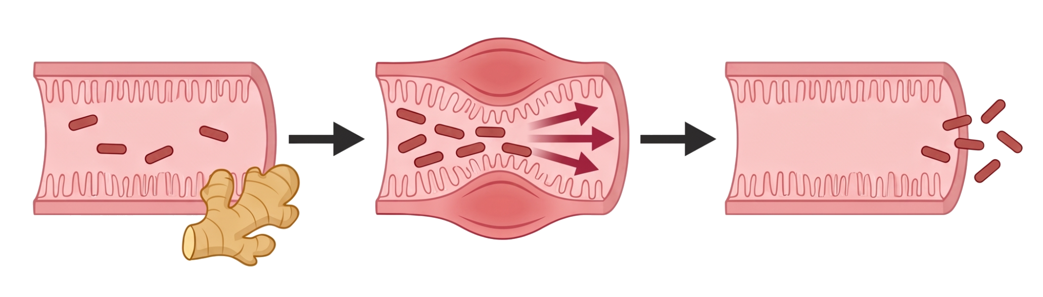 With ginger, the gut sweeps bacteria downstream